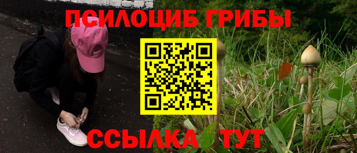 Псилоцибиновые грибы Psilocybine cubensis Горно-Алтайск