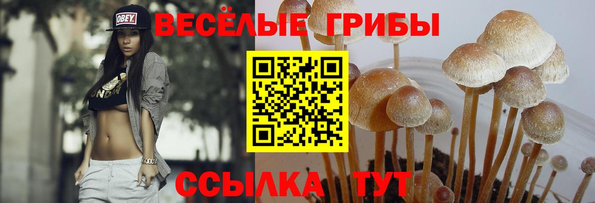 Псилоцибиновые грибы Psilocybe  Горно-Алтайск 
